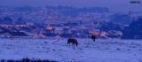 Newry Snowy Days 2021