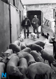 Markethill Mart around 1983. Picture: Columba O'Hare - Back to the 80's