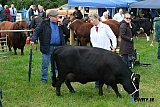Catching up on the chat at Newry Show. - Newry Show 2026