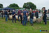Judging in the sheep section at Newry Show. - Newry Show 2026