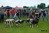 Judging in the Dutch Spotted class at Newry Show. - Newry Show 2026