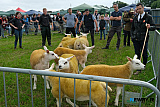 Judging underway in the Texel ring at Newry Show. - Newry Show 2026