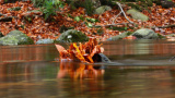 5th-Photographer: Ronan McGrath - NPOY November 2022 Round - Autumn