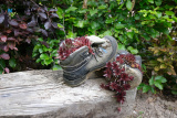 Pictured at Caroline and Frank Bagnall's Open Garden, Jerrettspass on Sunday 26 MAy 2024. Photograph: Columba O'Hare/ Newry.ie - Open Garden at Caroline and Frank Bagnall's Jerrettspass