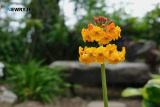 Pictured at Caroline and Frank Bagnall's Open Garden, Jerrettspass on Sunday 26 MAy 2024. Photograph: Columba O'Hare/ Newry.ie - Open Garden at Caroline and Frank Bagnall's Jerrettspass