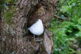 Pictured at Caroline and Frank Bagnall's Open Garden, Jerrettspass on Sunday 26 MAy 2024. Photograph: Columba O'Hare/ Newry.ie - Open Garden at Caroline and Frank Bagnall's Jerrettspass