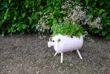 Pictured at Caroline and Frank Bagnall's Open Garden, Jerrettspass on Sunday 26 MAy 2024. Photograph: Columba O'Hare/ Newry.ie - Open Garden at Caroline and Frank Bagnall's Jerrettspass