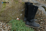 Pictured at Caroline and Frank Bagnall's Open Garden, Jerrettspass on Sunday 26 MAy 2024. Photograph: Columba O'Hare/ Newry.ie - Open Garden at Caroline and Frank Bagnall's Jerrettspass