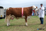 Alan Wilson, Rathfriland, with the Newry Show Simmental Champion and overall Interbreen Beef Champion Ballinalare Farm Nikita.  - Newry Show 2025