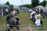Action in the sheep ring at Newry Show. - Newry Show 2025