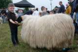 John Joe Brown, Hilltown with his Mourne Blackface at Newry Show. - Newry Show 2025