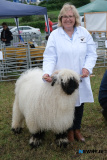 Nuala Robinson, Enniskillen wiht Heather Glen Katey a Valais Black Nose. - Newry Show 2025