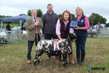 The Interbreed Sheep Champion at Newry Show was 'Fancy Pants' the Supreme Champion Dutch Spotted exhibited by Joanne Reid, Armagh. Included from left are: Jim Aiken, Dromara, Judge; Mark and Joanne Reid, Armagh, owners and Marjory Blackburn, Irish Shows Association who made the presentation on behalf of sponsors Norbrook Laboratories. Photograph: Columba O'Hare/ Newry.ie  - Newry Show 2025
