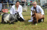 Newry Show 2023