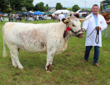 Arnold Pearson, from Newtownards, with an English Longhorn in-calf heifer. The animal was the Native Breed champion at Newry Show 2023 - Newry Show 2023