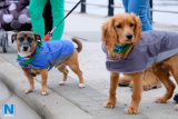 St Patrick's Day in Newry. Photograph: Columba O'Hare/ Newry.ie - St Patrick's Day Newry  2018 