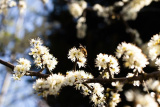 Branching Out - Newry.ie Photographer of the Year April Round - The Season of Spring