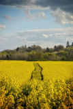 Spring - Newry.ie Photographer of the Year April Round - The Season of Spring