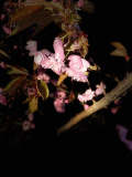 Cherry Blossom's at Night - Newry.ie Photographer of the Year April Round - The Season of Spring