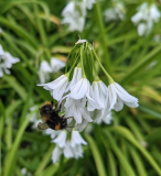 The Humble Bumble Bee - Newry.ie Photographer of the Year April Round - The Season of Spring