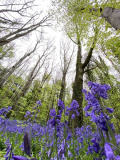 Bluebell Towers - Newry.ie Photographer of the Year April Round - The Season of Spring