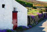 Aubrieta Cascade - Newry.ie Photographer of the Year April Round - The Season of Spring