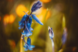 Bluebell - Tomasz Pietruszka - Newry.ie Photographer of the Year 2022