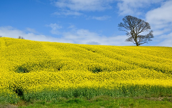 Runner-up- Bursting with Springtime by Daphne Ferguson
