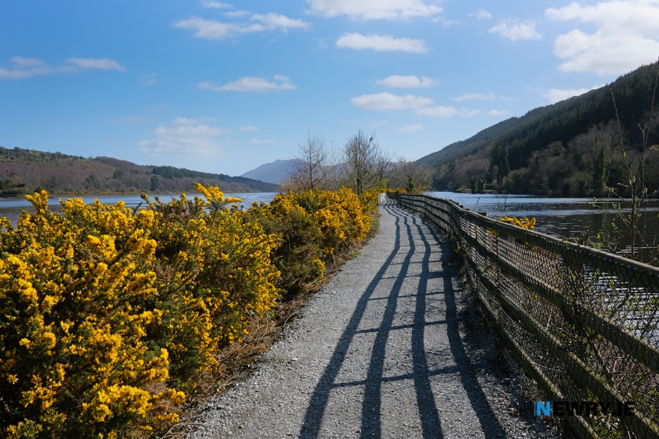 The Carlingford Lough Greenway. Photograph: Columba O'Hare/ Newry.ie 