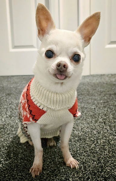 Joey who died in April this year