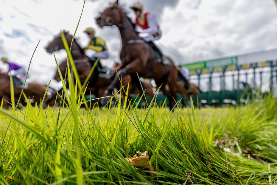 Morgan Treacy - Jumps Racing image was the winner of a Special Merit Award at the World Sports Photography Awards.