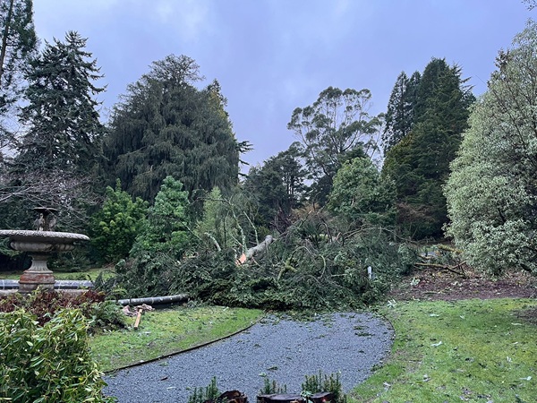 Castlewellan Forest Park damage.
