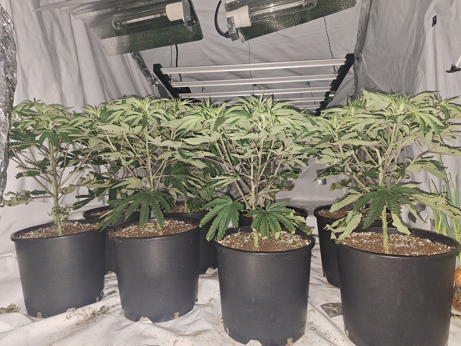 Some of the Cannabis plants found at the premises in Bessbrook.