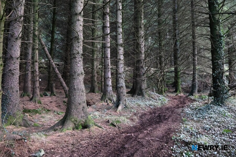 Camlough Forest. Photograph: Columba O'Hare/ Newry.ie 