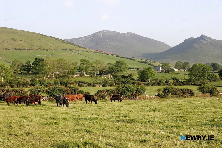 Cattle graze in the shadow of the Mourne Mountains. Photograph: Columba O'Hare/ Newry.ie 
