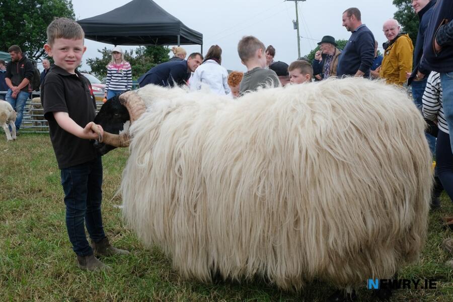 John Joe Brown, Hilltown with his Mourne Blackface at Newry Show.