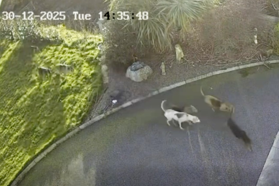 CCTV footage of the garden