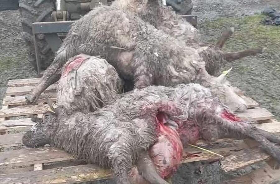 Some of the sheep killed in recent sheep worrying.