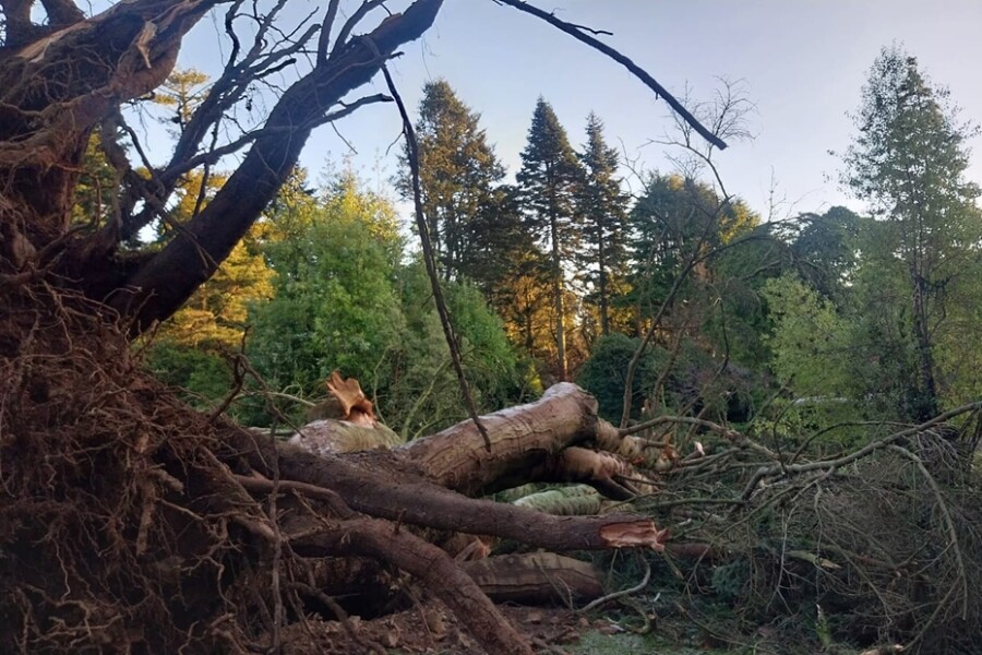 One of the trees felled at Castlewellan Forest Park.