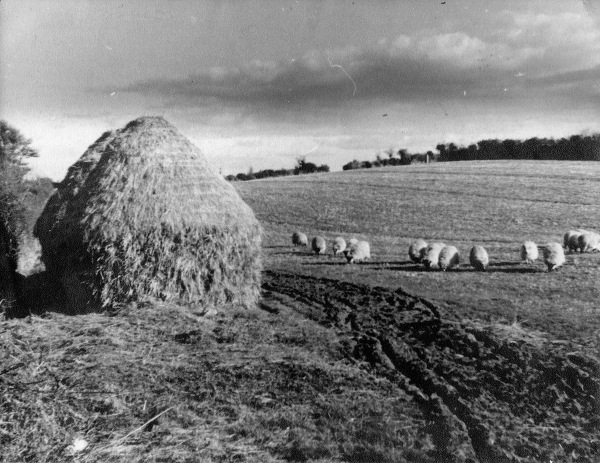 Photograph of Booley huts which would be built in the summertime up in the hills and mountains to look after animals.  There would also be plenty of time for festivities known as ‘Booleying’. Newry and Mourne Museum Collection