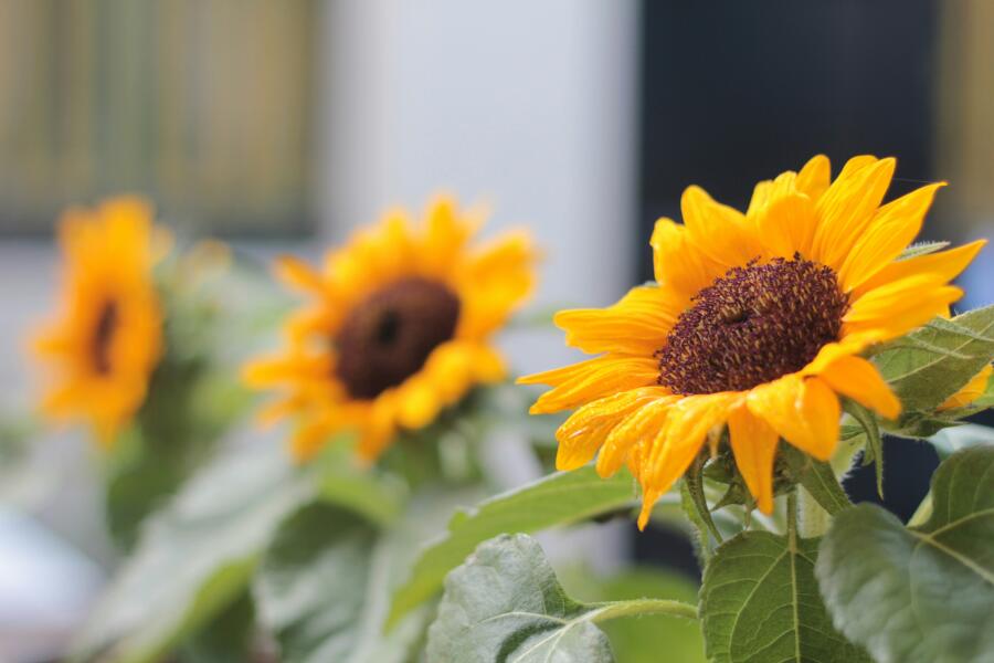 Photograph: Antonio Castleanno/ Unsplash