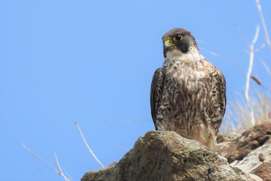 A young Peregrine Falcon