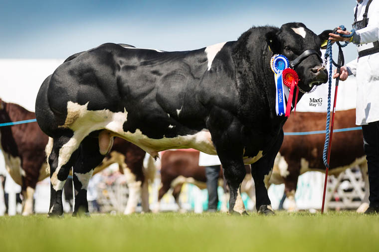 Trevor Dodds of Mayobridge, Co Down won the British Blues reserve male championship at Balmoral Show 2017 with Bavan Knight. Photograph: MacGregor Photography.