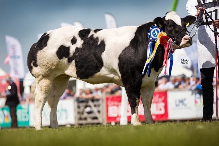 Bavan Lady Rose exhibited by Trevor Dodds of Mayobridge, Co Down won the British Blue Balmoral junior breed championship. Photograph: MacGregor Photography.