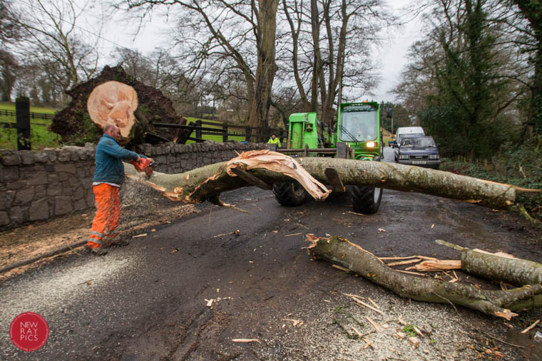 Clearing the road at Derryleckagh after a Beech tree was felled by the wind this afternoon. Photograph: NewRayPics.com