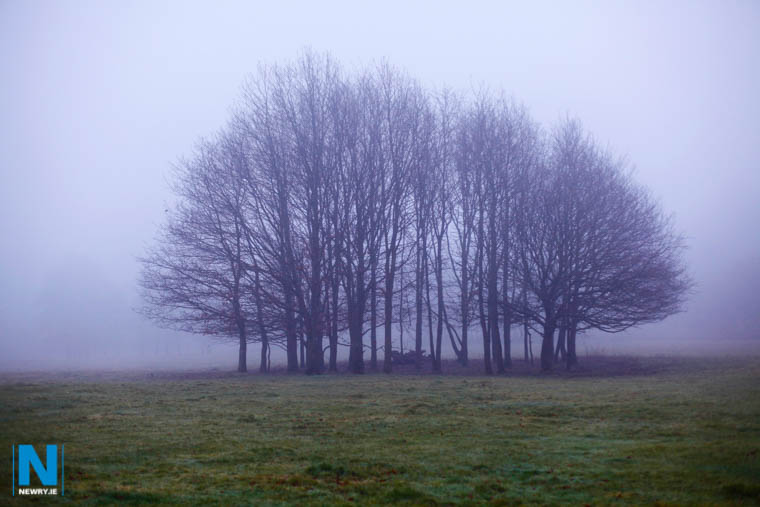Derrymore woods. Photograph: Columba O'Hare Derrymore woods. Photograph: Columba O'Hare