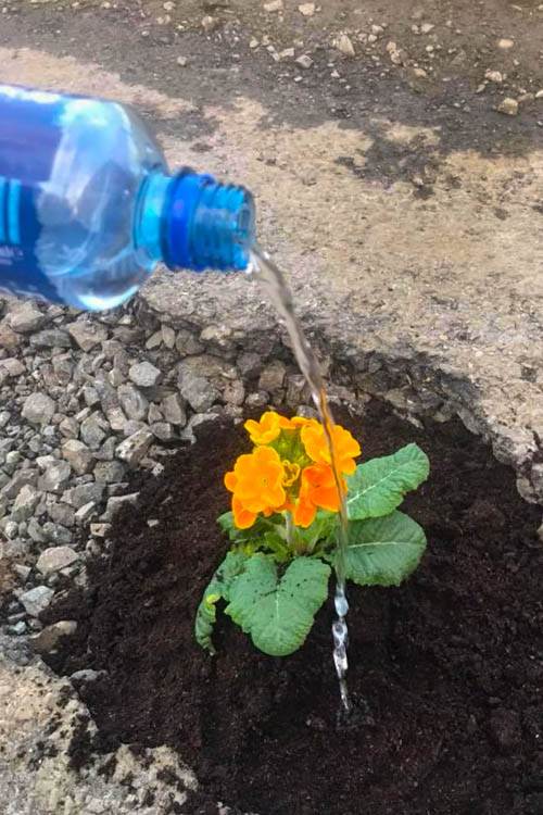Kieran Hanna's planted pothole. Kieran Hanna's planted pothole.