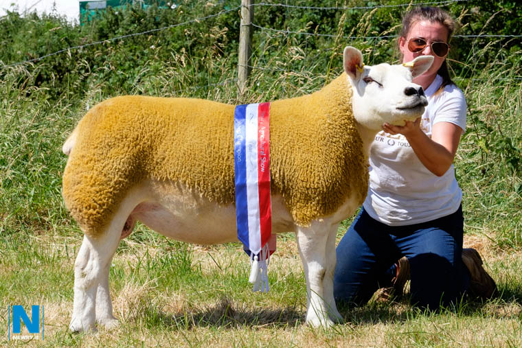 The Supreme Interbreed Sheep Champion and Texel Champion at Newry Show was owned by Naomi Ardis from Cabra, Hilltown. Photograph: Columba O'Hare/ Newry.ie