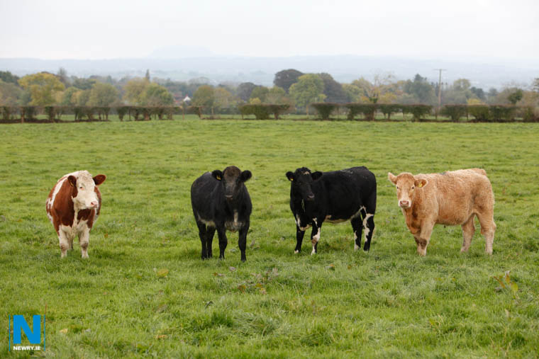 (Stock Photo) Police are investigating Cattle stolen from a farm at Newtownhamilton. Photograph: Columba O'Hare/ Newry.ie (Stock Photo) Police are investigating Cattle stolen from a farm at Newtownhamilton. Photograph: Columba O'Hare/ Newry.ie