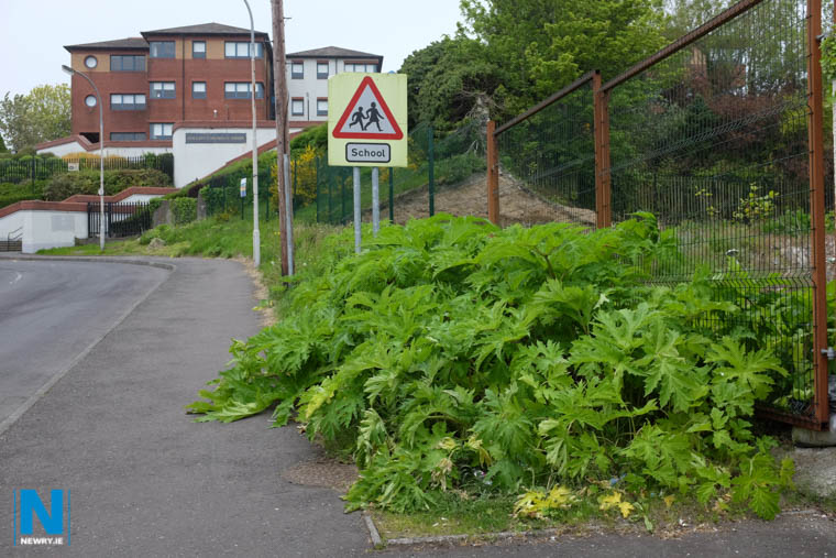 Giant Hogweed on Catherine Street in Newry. Photograph: Columba O'Hare/ Newry.ie Giant Hogweed on Catherine Street in Newry. Photograph: Columba O'Hare/ Newry.ie